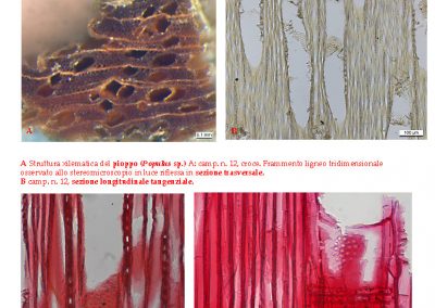 ISCR-file-da-proiettare